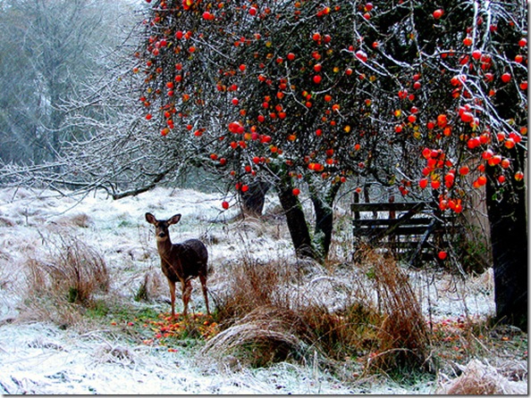 Winter scenery photos