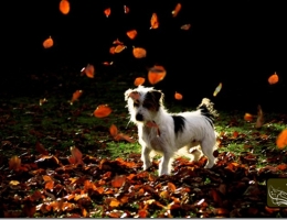 Autumn Eye Candy: All Creatures Great and Small
