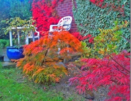 Autumn Eye Candy: Misty Fall Leaves