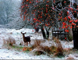 Winter Eye Candy: Color Hanging On