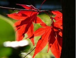 Autumn Eye Candy: Leaves Changing Color