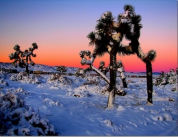 Winter Eye Candy: Snow Covered Joshua Trees