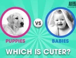 Who Are You Dressing Up For Halloween: Your Baby or Your Puppy?