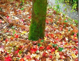 Autumn Eye Candy: The Beauty of Fall