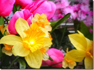 Pink Yellow Spring Flowers