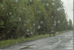 Mother moose and babies